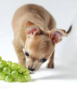 狗狗刚生完可以吃葡萄吗 刚生孩子可以吃葡萄吗