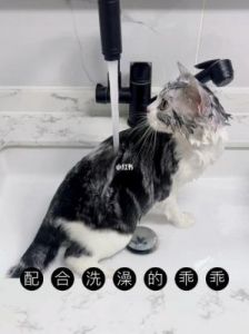 猫咪不配合洗澡怎么办 宠物店猫咪洗澡多少钱