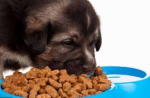 狗吃食为什么会留一点 狗吃食图片