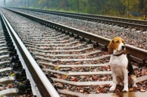 能不能带着狗狗玩儿火车 火车能不能带狗狗