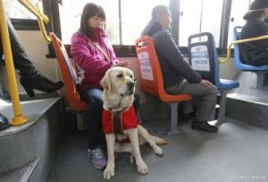 小型宠物能带上火车吗 火车上能带狗狗吗