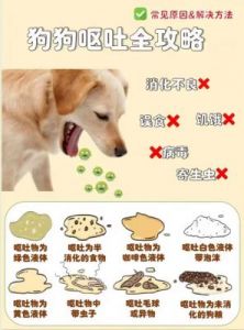 狗狗一天喂几次 怎么给狗狗喂蛋白粉吃