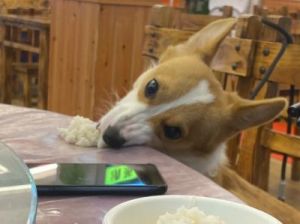 狗狗吃米饭的危害 狗狗长期吃米饭的危害