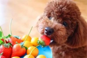 孕期的狗狗应该吃什么东西 孕期狗狗适合吃什么水果