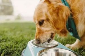 狗狗一直在喝水是为啥 狗狗一直喝水怎么回事
