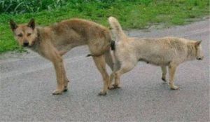 两只狗狗为什么会卡住 两只小狗狗为什么互咬