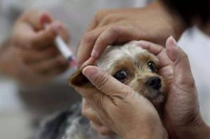 狗狗疫苗失效了给狗打上了 养狗为什么要给狗狗打疫苗