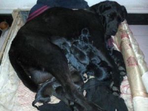 狗狗肚子上的黑色东西是啥 狗狗肚子中间有一圈黑色