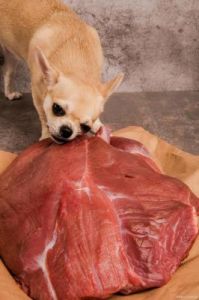 狗狗偷吃了生肉怎么办 狗狗偷吃了橙子皮怎么办