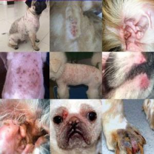 狗狗感染真菌和螨虫图片对比 狗狗接触真菌几天发病一次