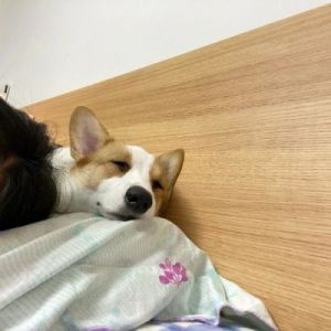 狗狗一直睡 狗狗一直要到床上睡咋办