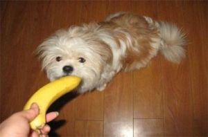 狗狗一天能吃几根香蕉啊 男人每天吃几根香蕉好