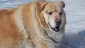 体重156斤的狗狗怎么样 四个月狗狗正常体重