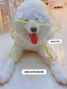 怎么用塑料袋自制狗狗雨衣 狗狗吃了一截塑料袋