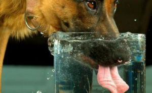 狗狗不喜欢喝水怎么办 狗狗不喝水的解决方法