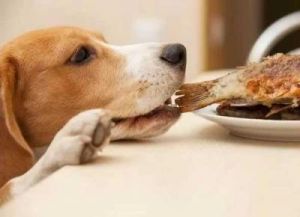 狗狗是不是越来越能吃肉 狗狗只吃肉怎么办