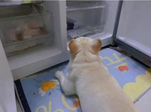 狗狗在超市里吹空调好吗 超市狗狗头像