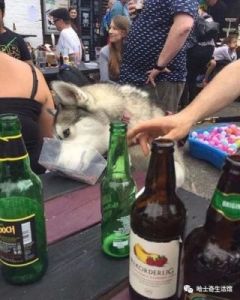 狗狗喝了酒怎么办啤酒 来例假偶尔喝一次啤酒怎么补救