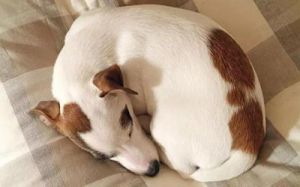 狗睡觉缩着尾巴 狗狗为什么尾巴缩起来睡觉