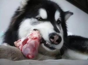 狗狗吃食太快怎么办 狗狗食欲不好怎么办