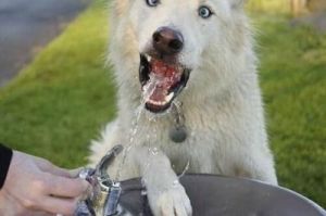 狗狗只吃东西不喝水 狗狗冬天不喝水