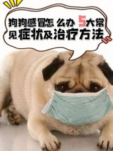 狗狗感冒会传染给人吗 狗狗细小在什么时候有传染