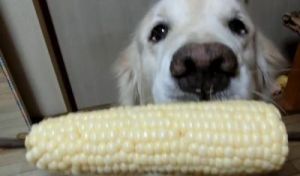 狗能吃玉米 狗可以吃玉米吗