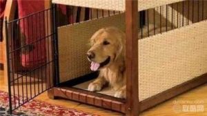 狗狗关笼子就狂叫怎么回事 狗关进笼子就叫怎么办