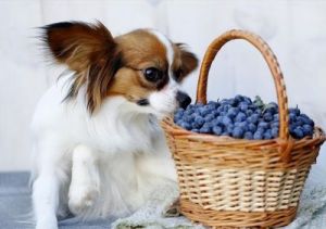 狗狗出生后能吃水果吗 宠物狗狗可以吃水果吗