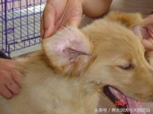 犬瘟初期一般几天治好 狗狗得了犬瘟自救方法