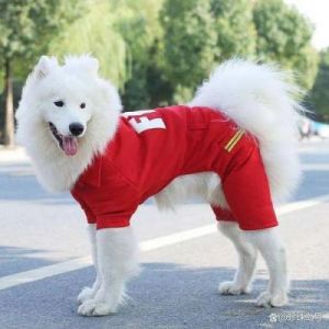 穿衣服的狗狗高清彩图 人的衣服怎么改成狗狗的衣服