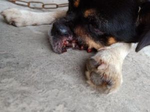 狗狗被毒蛇咬了怎么救治 狗狗被毒蛇咬了的反应
