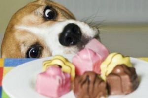 多少克木糖醇会影响狗狗 狗狗吃了0.6克木糖醇