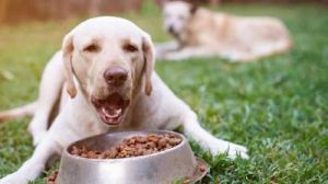 狗狗喜欢吃肉不吃狗粮怎么办 狗狗为什么喜欢吃肉