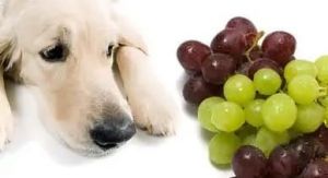 狗狗吃了一颗葡萄要紧吗 狗狗吃了一颗葡萄干怎么办