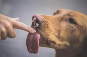 狗一直频繁舔舌头吞咽 狗狗频繁舔舌头是怎么回事