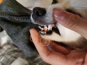 狗狗双排牙齿怎么办 五岁狗狗掉牙齿是怎么回事