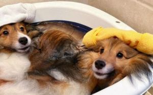 狗狗怕洗澡怎么办 打了狗狗后狗狗有点怕我了怎么办