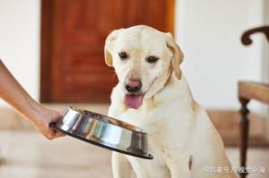 20斤狗狗喂多少 20多天的狗狗怎么喂