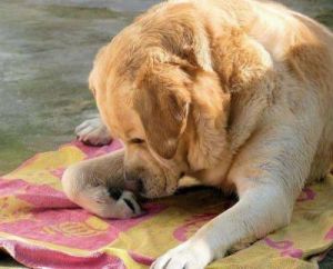 狗狗舔自己的是怎么了 狗狗爱舔自己的爪子