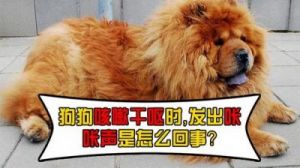 狗狗总咳嗽是怎么回事 狗狗总往你身上靠怎么回事