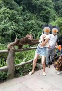 四川乐山景区发生猴子报复事件，大妈误触猴子臀部引发冲突