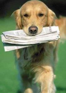 狗狗喜欢吃纸巾怎么办 狗狗不喜欢和狗狗玩怎么办
