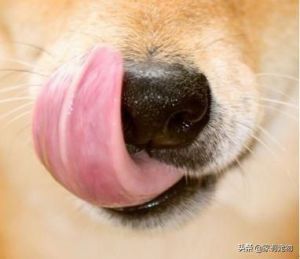 狗狗不断舔舌头怎么回事 狗狗舌头发白是怎么回事