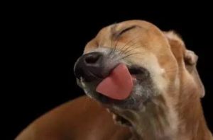 狗老是舔舌头怎么回事 狗狗老舔舌头往下咽是怎么回事
