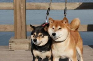 秋田和柴犬是一种狗吗 犬和秋田是一种狗吗