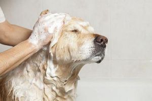 狗狗生完孩子多久洗澡 狗狗怎么生孩子的全过程