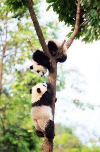  四川雅安大熊猫助力竹笋生长，展现人与自然和谐共处之美