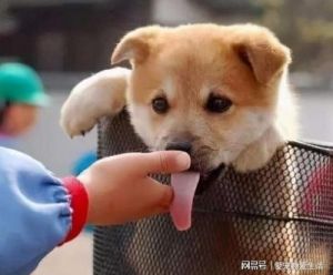 狗狗最近喜欢舔自己手是什么原因 狗狗老喜欢舔人是怎么回事