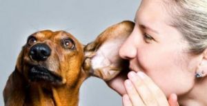 跟狗狗沟通基本无障碍 人怎么跟狗狗沟通说话